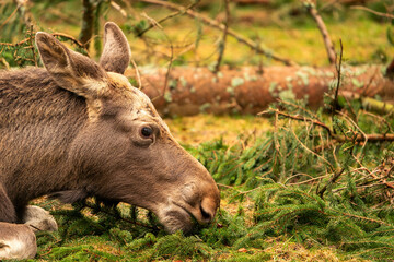 European moose lying down while resting. Before sunset. Portrait of the European moose. Green background, forest. The European moose eats.