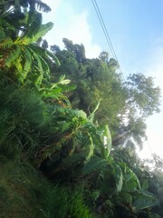 Obraz premium tropical forest