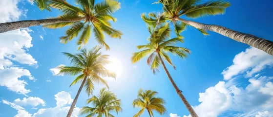 Fotobehang Palm Trees with a Blue Sky Background © MEHDI