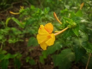 yellow flowers on a tree