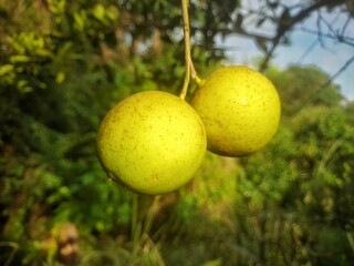 lemon on tree