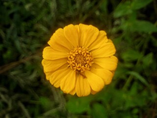 yellow flower