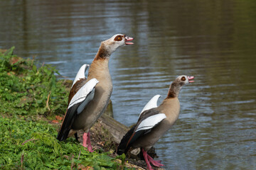 A pair of adult Nile or Egyptian geese (Alopochen aegyptiaca) cackle before taking flight - 775133577