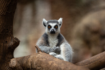 Fototapeta premium Ring-tailed lemur (lemur catta).