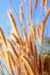 ears of wheat on blue sky