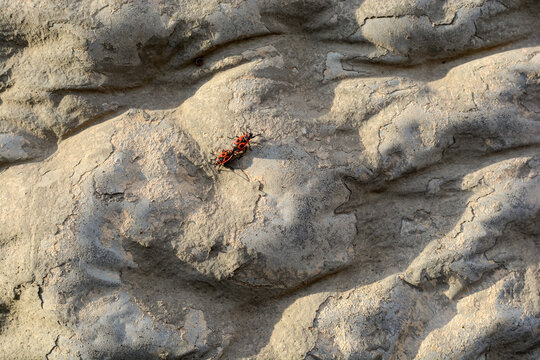 Two soldier beetles are sitting on a stone wall. Insects are red black.