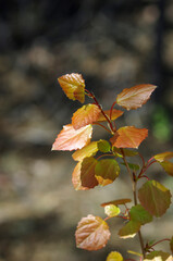 Bright orange leaves on a young branch of a tree in the forest.