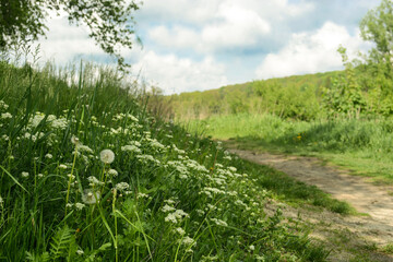 Obraz premium Dandelion field, blue sky and sunny day. spring or summer landscape