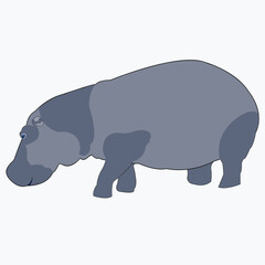 vector illustration of a hippopotamus standing on white background. large and gray animal.
