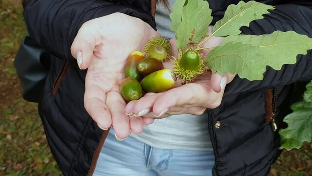 Close up of female hands holding acorn in nature