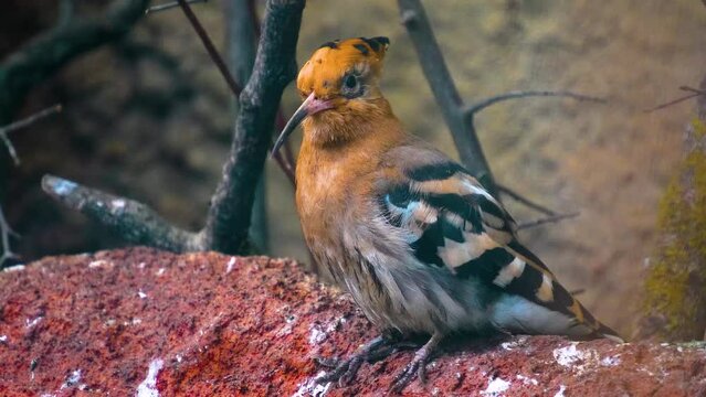 Close up view of a hoopoe Bird on a branch moving his head