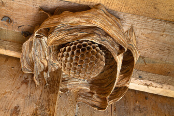 a nest of hornets in a wooden barn