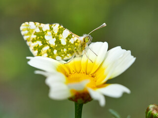 Green, white and yellow butterfly on a beautiful daisy flower in a natural environment. Western Dappled White. Euchloe crameri