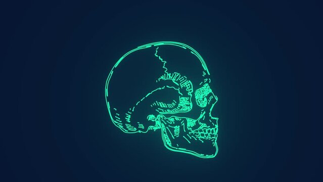 human skull side bones anatomy medical science animation