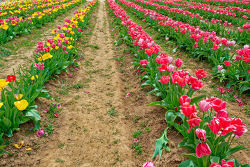 Rows and rows of flowering tulips in bloom