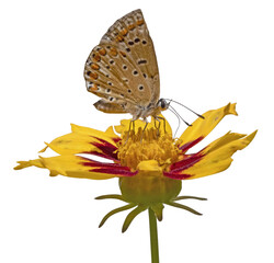Papillon argus azuré sur une fleur de coreopsis	 - 775140375