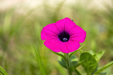 Pink Petunia flower blooming in the nature garden with blurred background. Petunias are flowers...