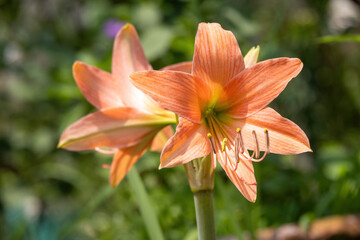 Beautiful orange lily flowers blooming in the garden. It is also known as Fire Lily, Tiger Lily, Jimmy's Bane, and St. John's Lily.