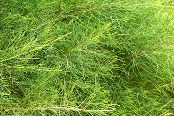 Tamarix dioica or Jhau tree green leaves as background. 