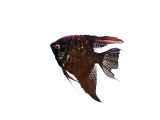 black angel fish isolated