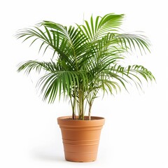 A lush green palm tree in a terracotta pot, isolated on a white background, ideal for indoor decor.