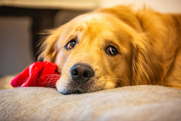 A male golden retriever dog rests in his kennel with a red toy next to his snout