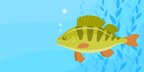River fish perch. Cooking delicious food. Underwater life. Cartoon vector illustration. Banner with empty space for text