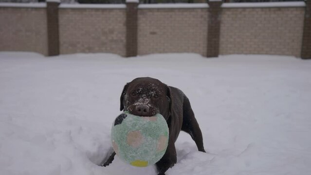 A game scene with a Labrador who is happy to play with a ball in the snow conveys an atmosphere of fun and pleasure from winter entertainment.