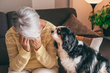 Sad senior woman sitting on sofa at home with hands on face, her cavalier king charles dog looks at...