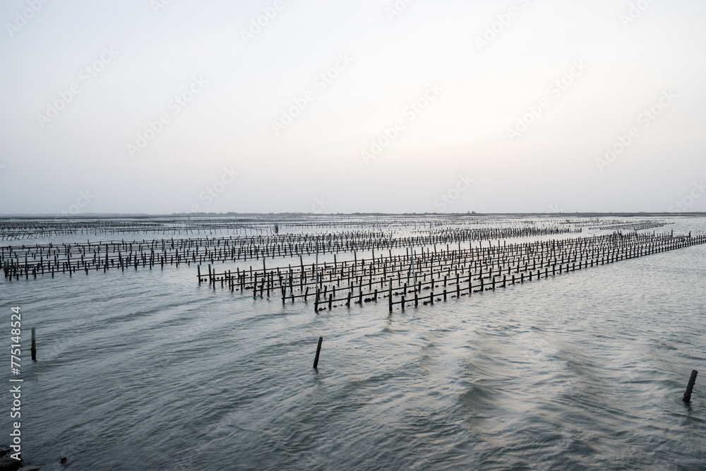 Poster oyster field over the sea in the evening