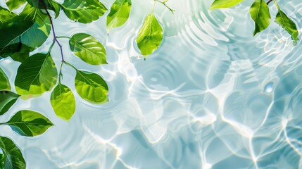 Transparent and clean white water and green leaf background sunlight reflection, top view, beauty backdrop, mock up, beauty backdrop.