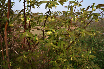 haskap berry flowers in the spring