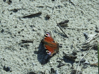 peacock butterfly on the sand