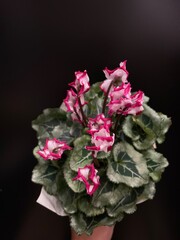 blooming cyclamen plant
