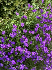 Naklejka premium flowers in the garden