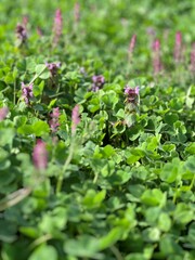 close up of herbs in garden