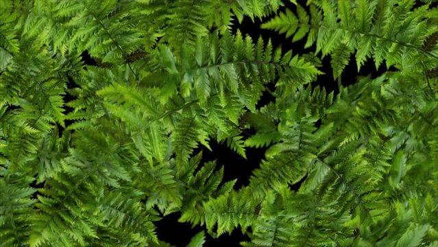Realistic 3D falling fern leaves. Element with alpha channel motion graphic background 