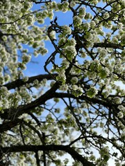 blooming tree in spring