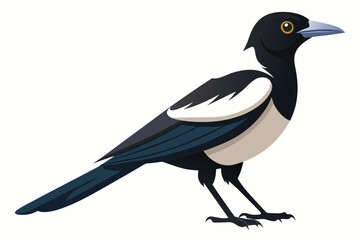 Australian magpie on white background.