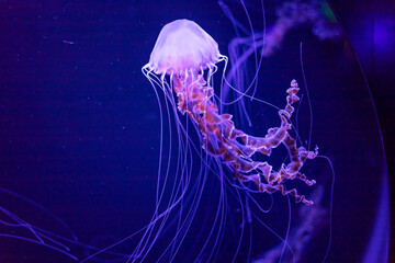 Jellyfish in bright fluorescent colors with a dark background