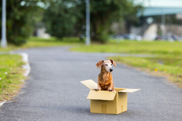 Abandon dog in the paper box - 775157940