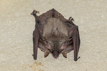 A large bat attached to a wall with its head downwards