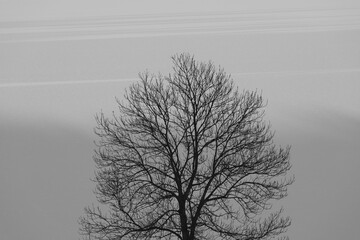 A maple tree by a frozen Lake Mjosa in winter.