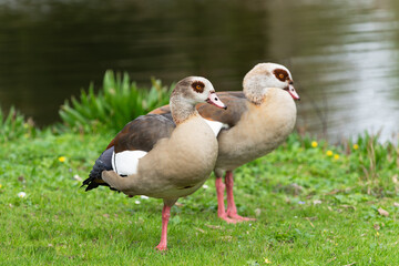 A pair of adult Nile or Egyptian geese (Alopochen aegyptiaca) standing on the bank of a pond in march - 775162956