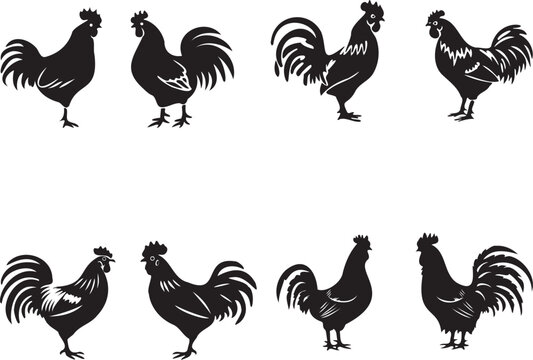Black silhouette Rooster hen on white background