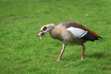 Aggressive posture of an adult male Nile or Egyptian goose (Alopochen aegyptiaca) driving other birds away from its territory - 775166742