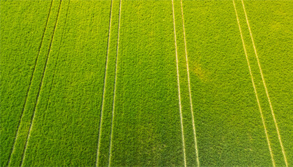 Green farmland from a bird's eye view in sunny rays and windy weather