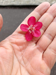 Fiore fucsia nella mano di un uomo in primavera