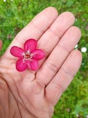 Fiore fucsia nella mano di un uomo in primavera