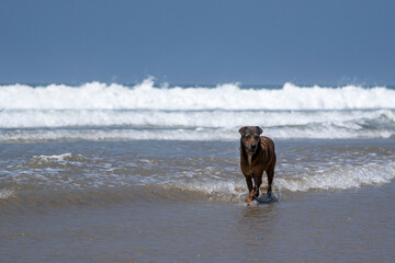 perro disfrutando en la playa